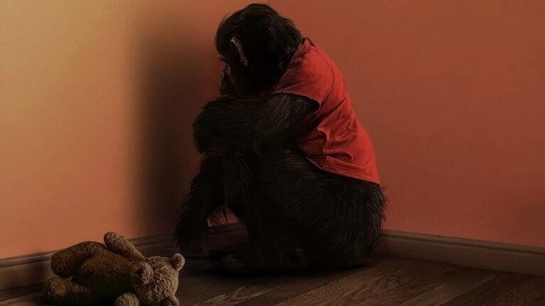 Chimpanzee wearing a red t-shirt sits in the corner of a dark room with a teddy bear at its feet