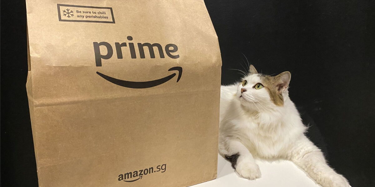 Ready, cat set, party—feline influencers Tuti, Yuki and Moshi share ...