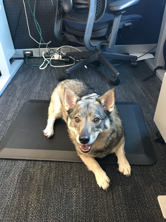 Dogs of Amazon - shepard sitting by desk chair