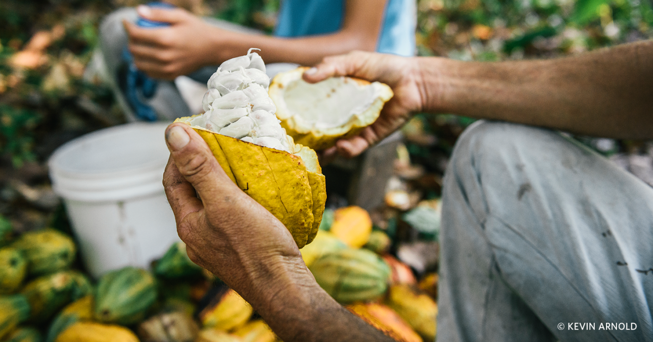 A farmer removes the cut piece of the pod shell to find white and wet cocoa beans.