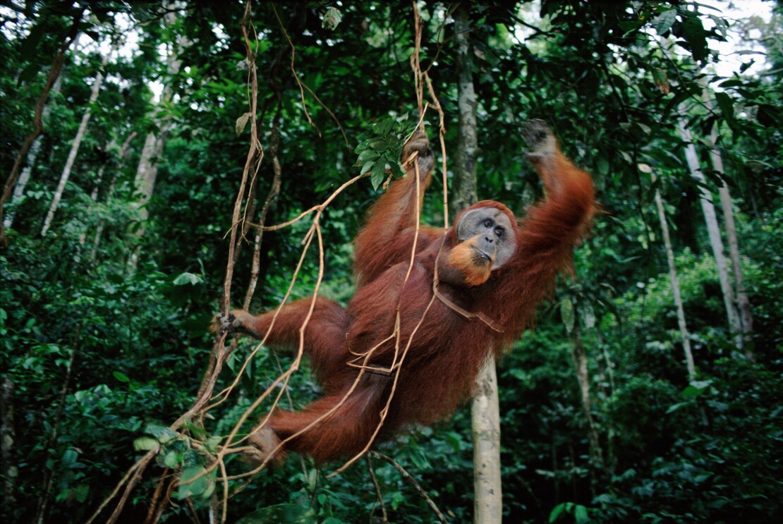 Sumatran Orang utan swings from llanas in Indonesia.