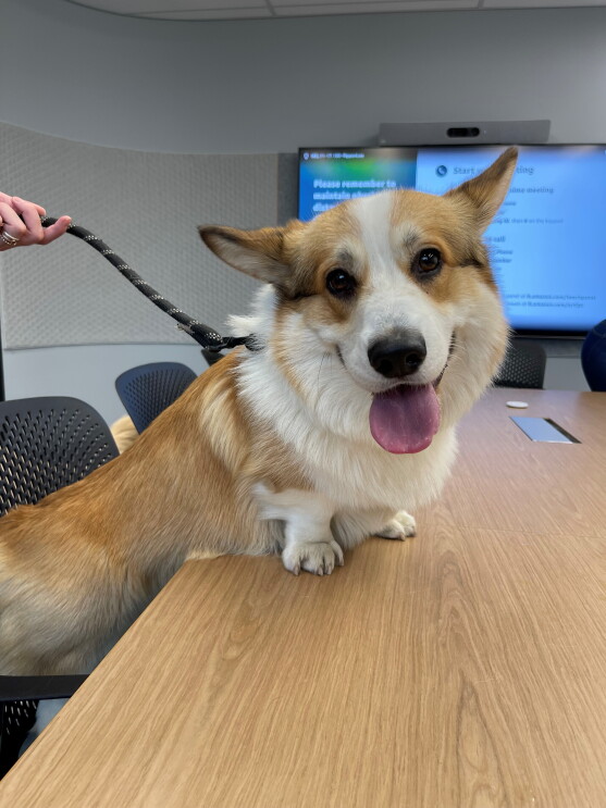 Winston the Corgi 