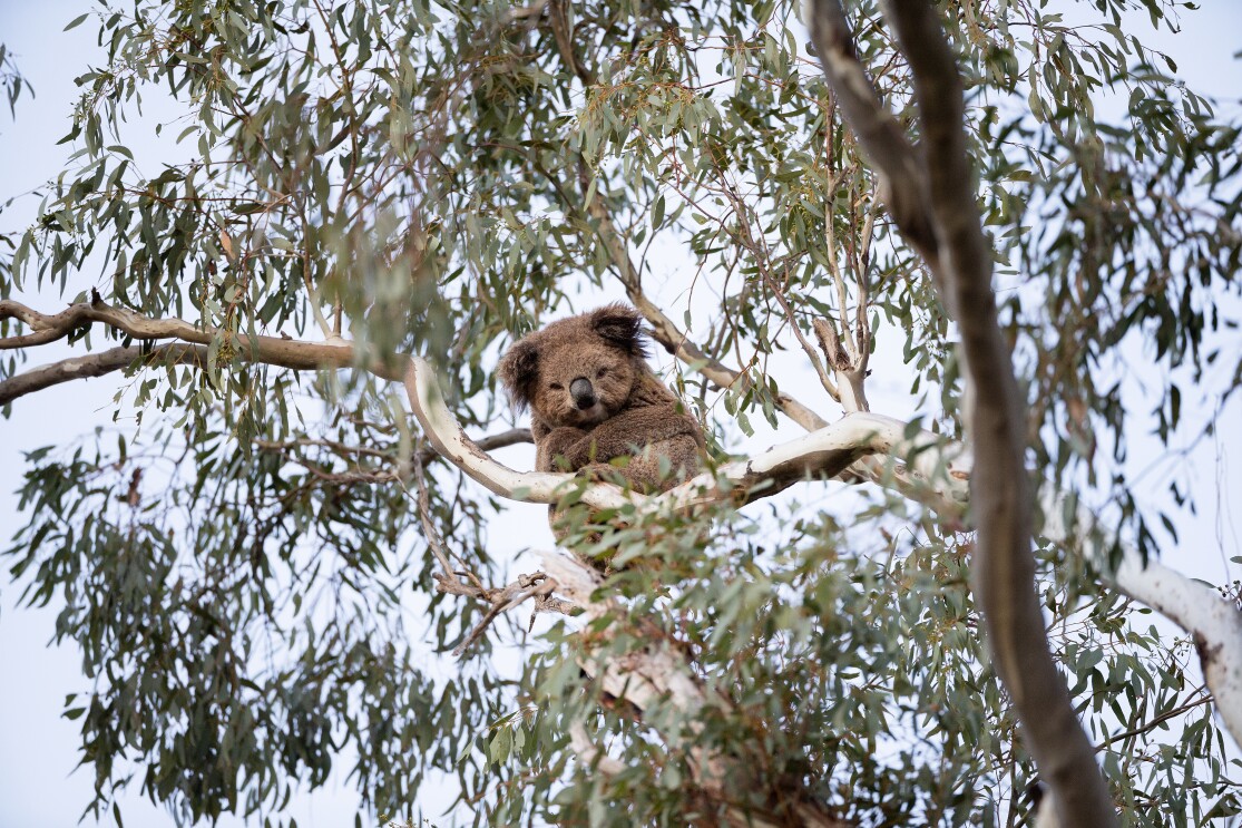 A koala crosses its arms and looks down from where it is sitting high in a tree branch.