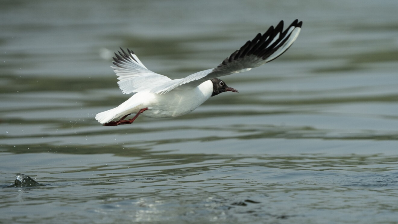 A Black-headed Gull is seen in Mumbai's wetlands, despite it not being its usual winter migratory season
