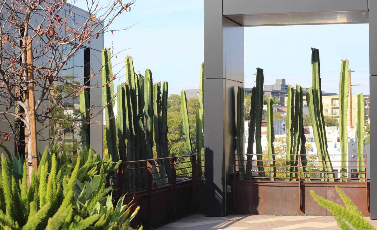 An image of greenery surrounding The Culver Steps office complex