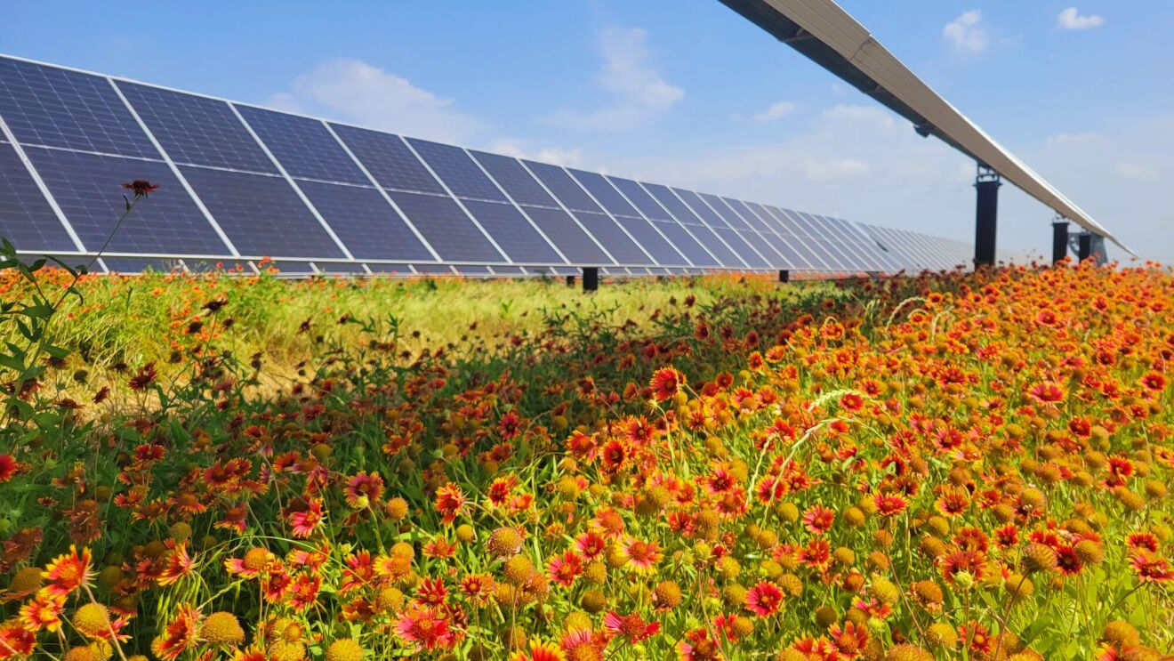 field of flowers with solar panel in the background in Texas
