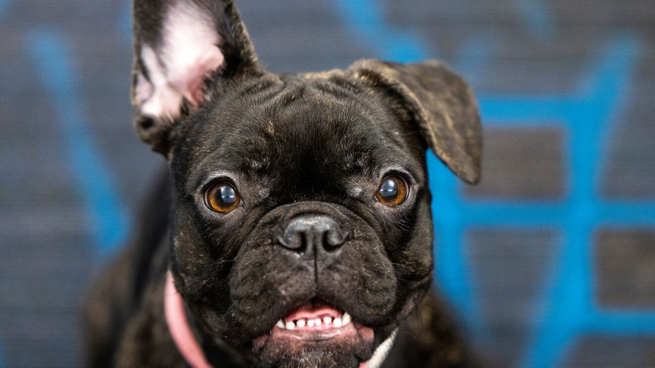 A Frenchie smiles at an Amazon office.