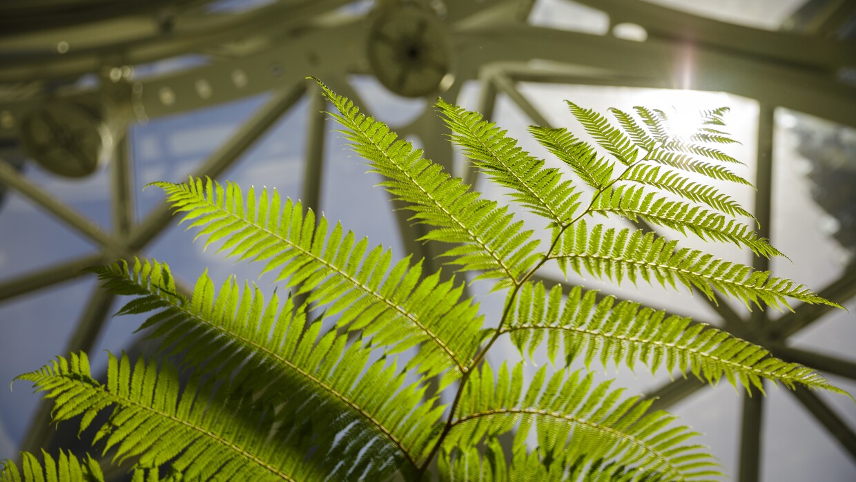 Sustainability image - fern at Amazon Spheres