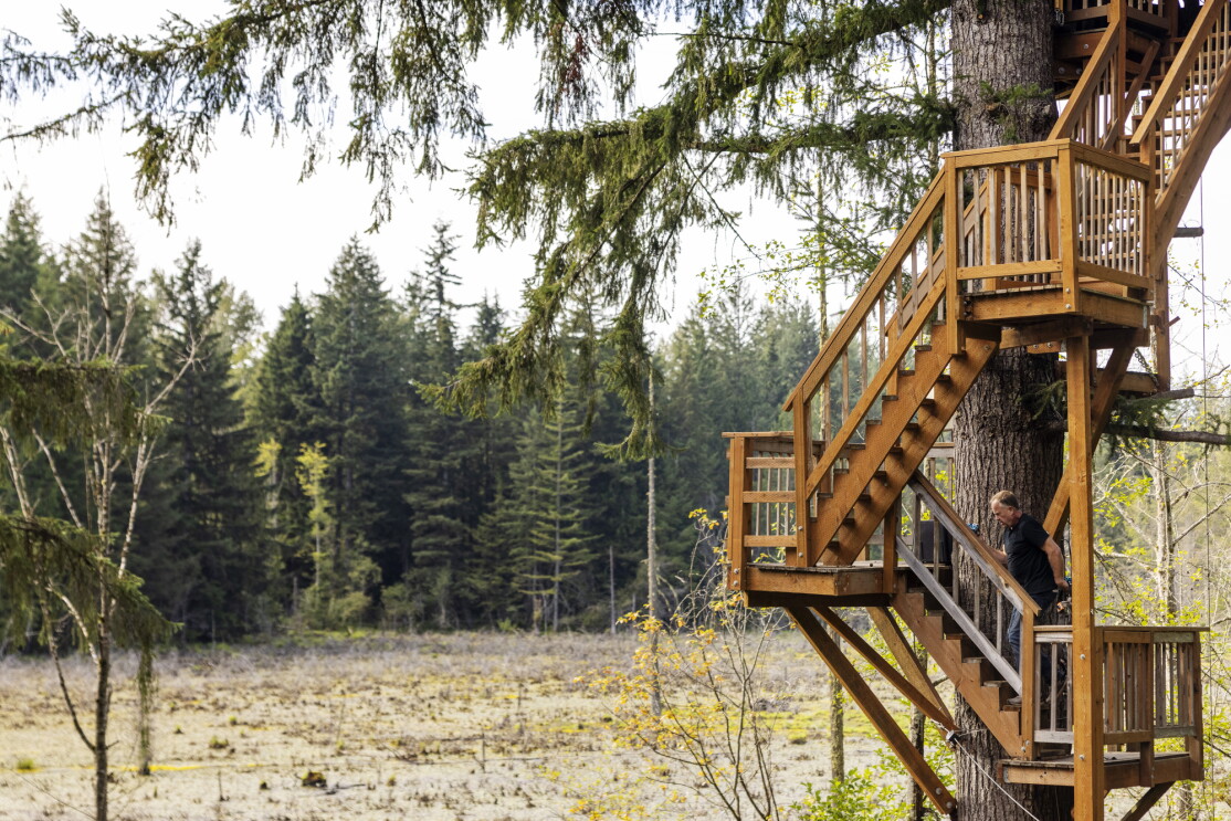 A man climbs a staircase built around a tall tree.