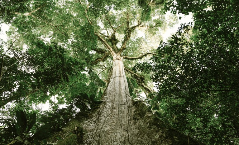 Upward view of giant tree with sprawling branches in green woodland