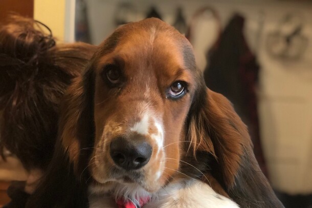 A Basset Hound leans against the arm of a sofa, looking into the camera, while wearing a tie.