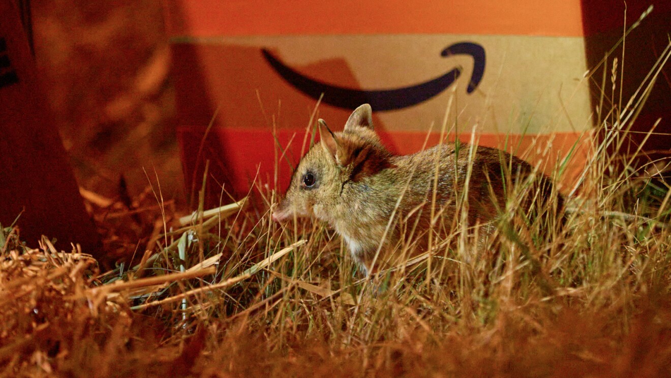 Small brown bandicoot in dry grass in front of Amazon delivery box