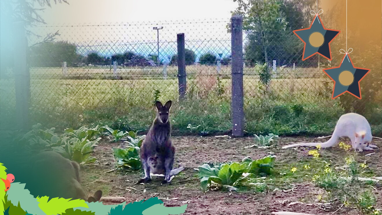 kängurus auf einem Feld