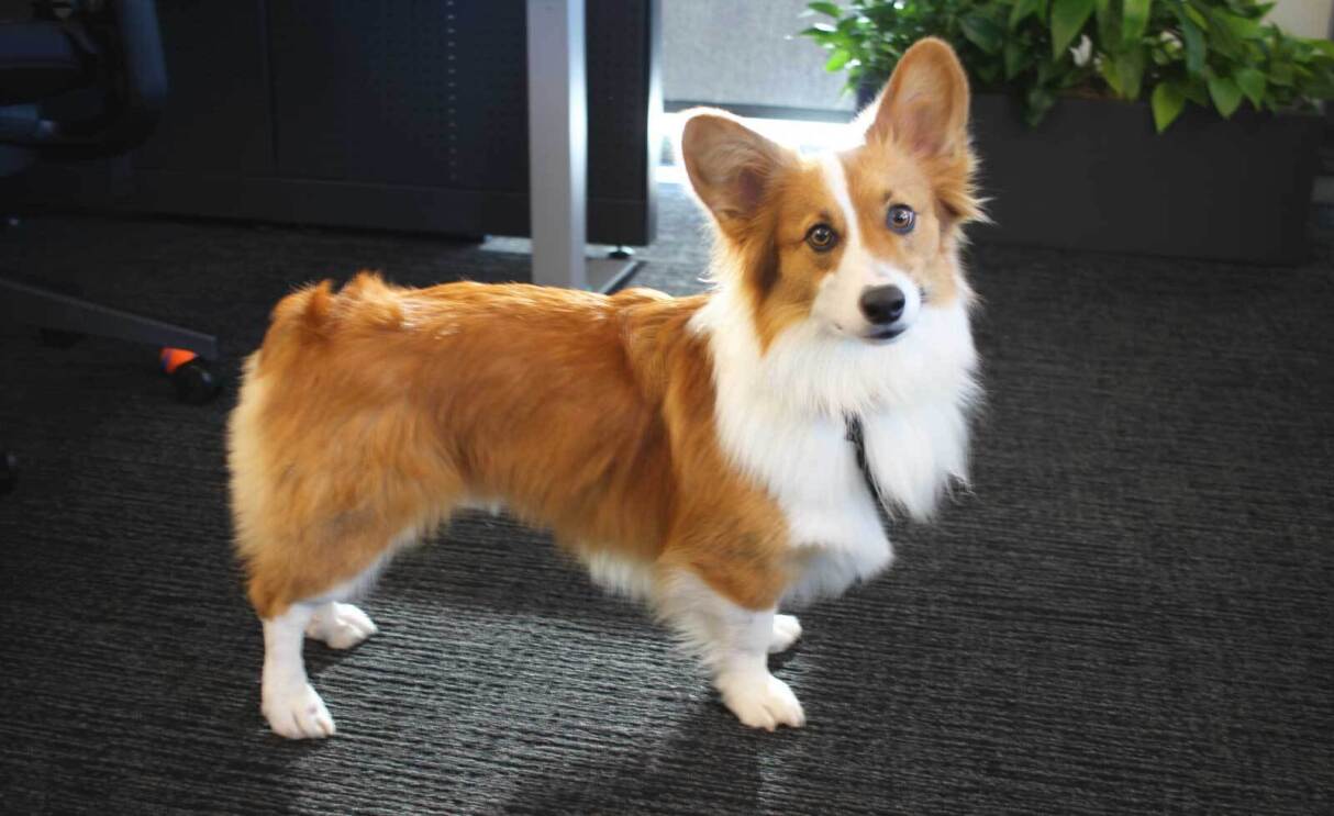 An image of a corgi at an Amazon office in Culver City, Los Angeles