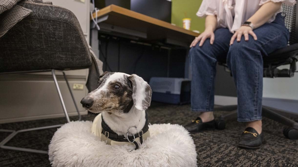 An image of dogs in the office at Amazon's Seattle headquarters with employees.