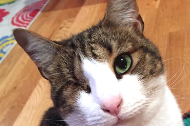 love_your_pet_J._V533992535_.jpg