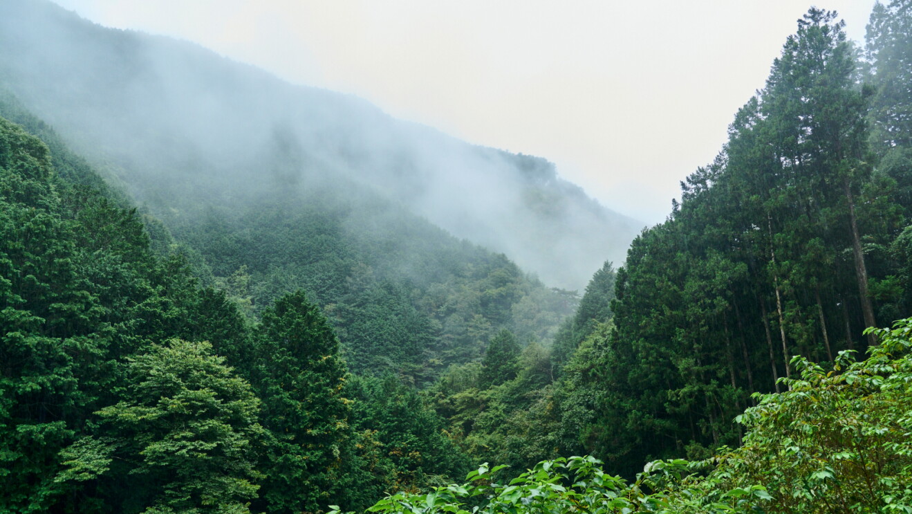 Mist drifts over a lush, densely forested mountain valley, with tall evergreens in the foreground under a pale, overcast sky.