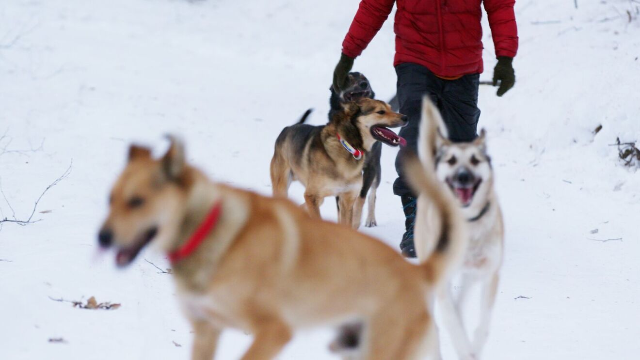 Snowy dog walk featuring mixed breed canines and bundled-up walker.