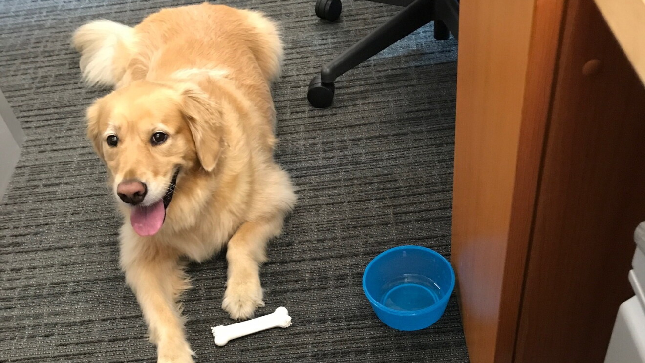 A golden retriever sits on the office floor surrounded by toys. 