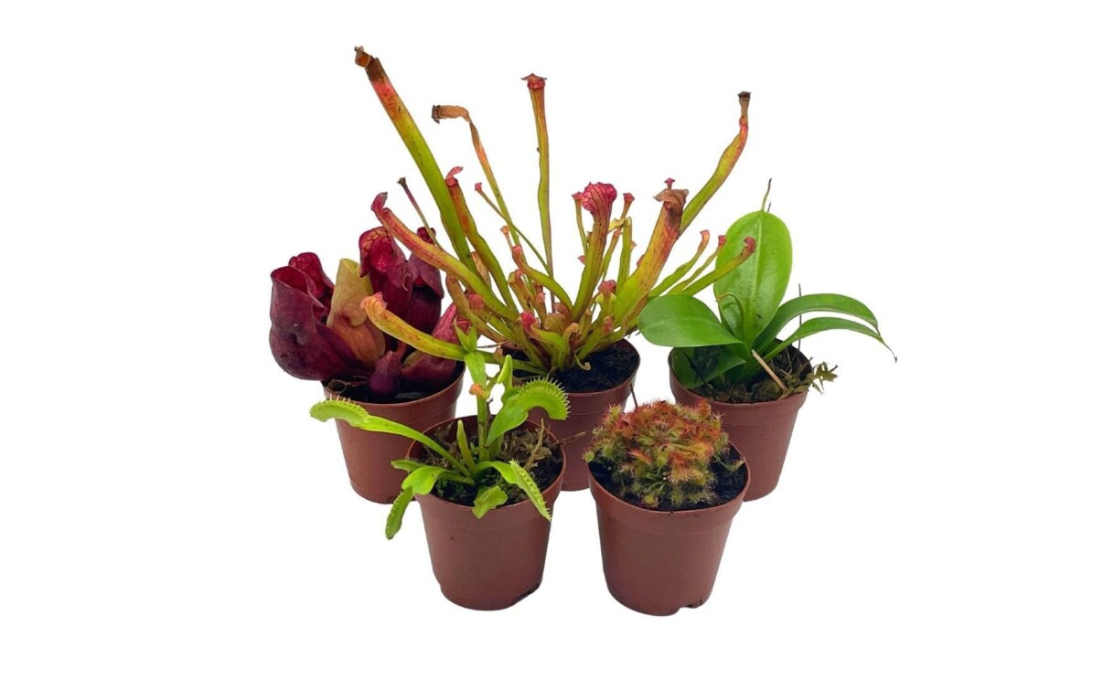 a variety of indoor houseplants from bubbleblooms, a small business that sells on amazon