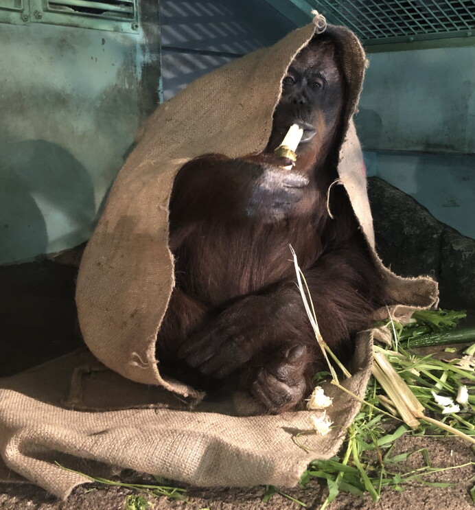 千葉市動物公園に「ほしい物リスト」で贈られたグッズと動物たち