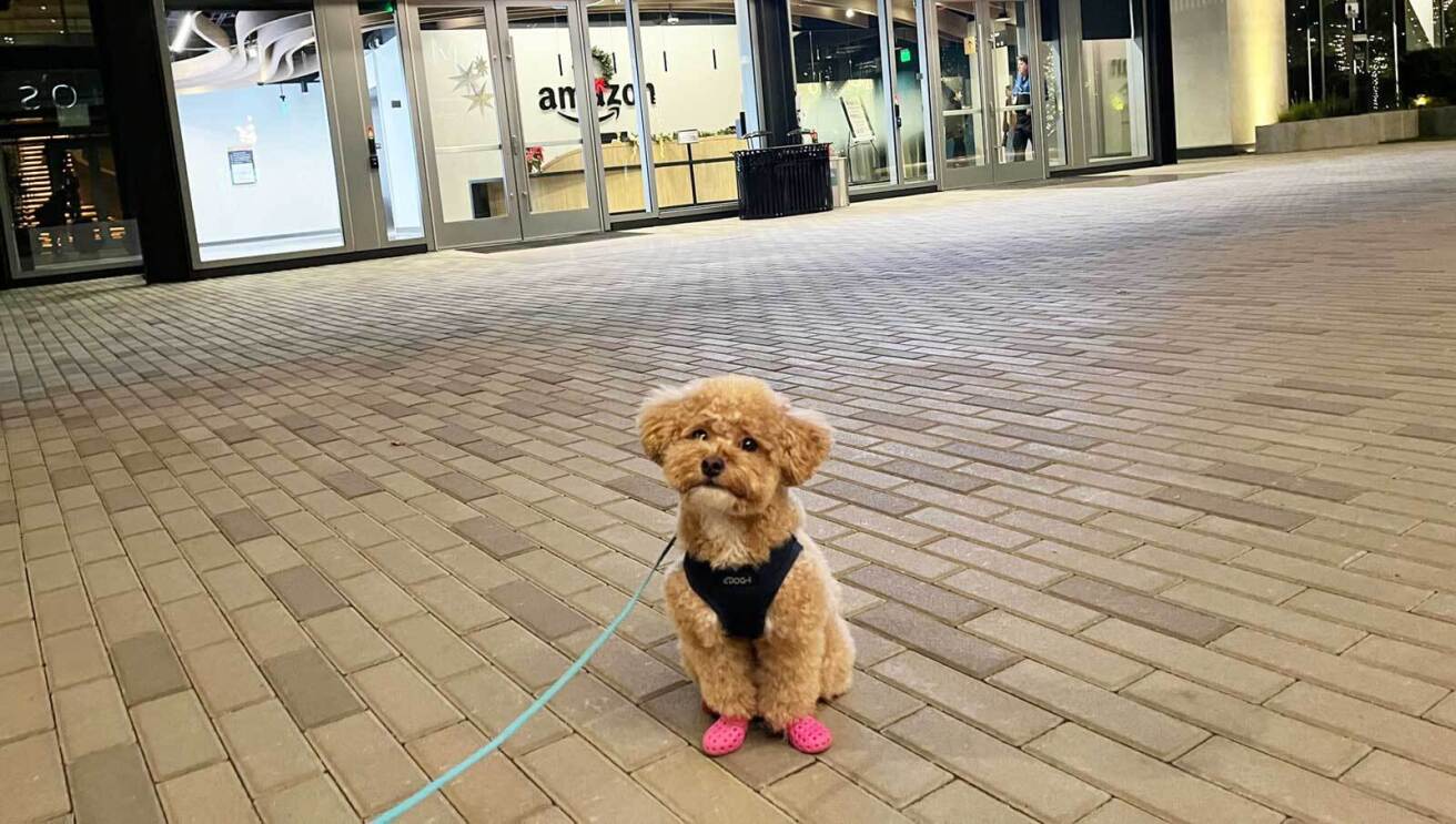 An image of a small dog with curly tan hair.