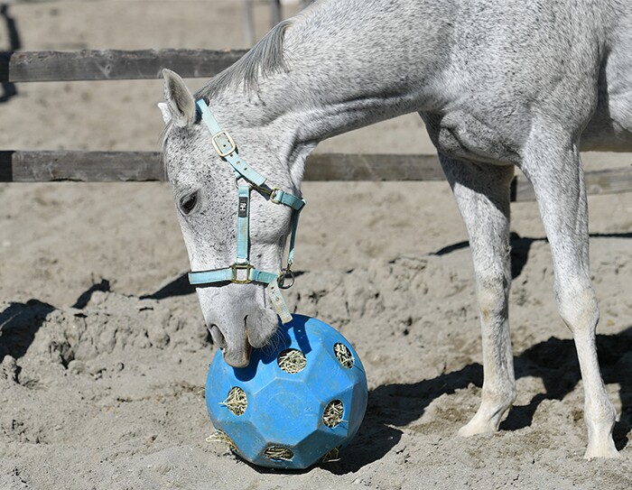 「ほしい物リスト」でつながる応援する心：千葉市の試み