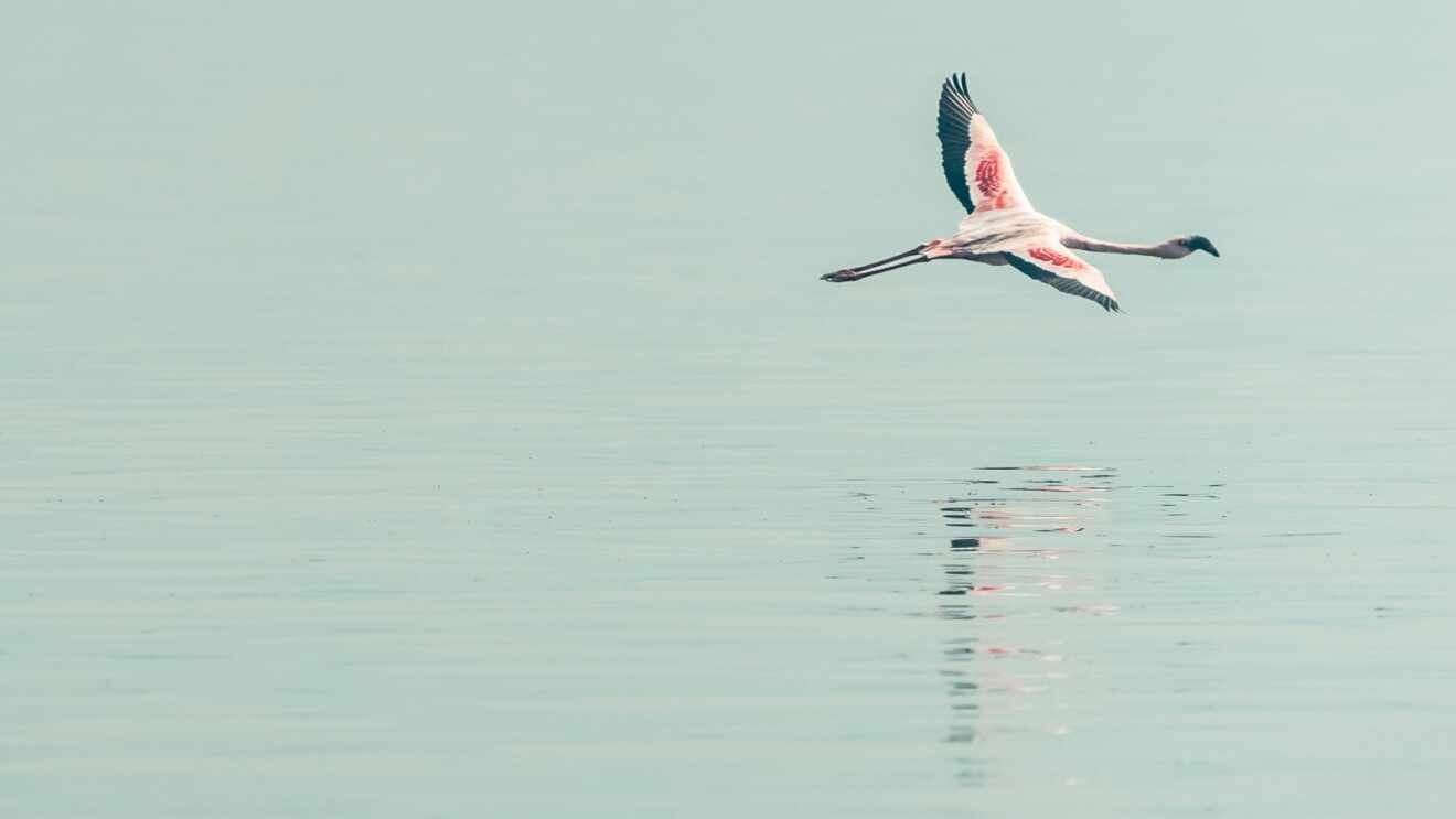 A flamingo flying just above the water with its wings wide open, showing the deep hue forming on the wings.