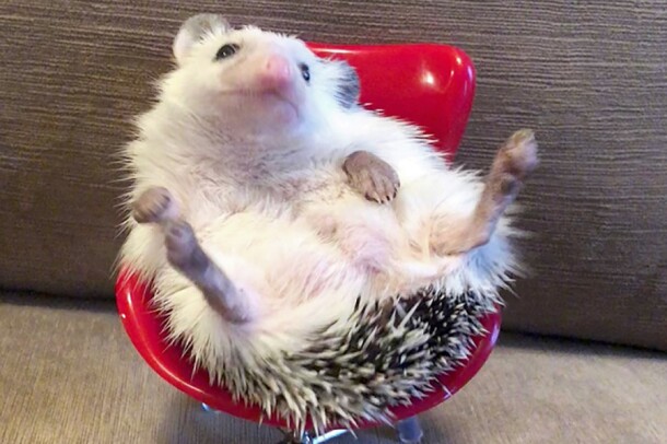 A hedgehog sits in a tiny red office chair.