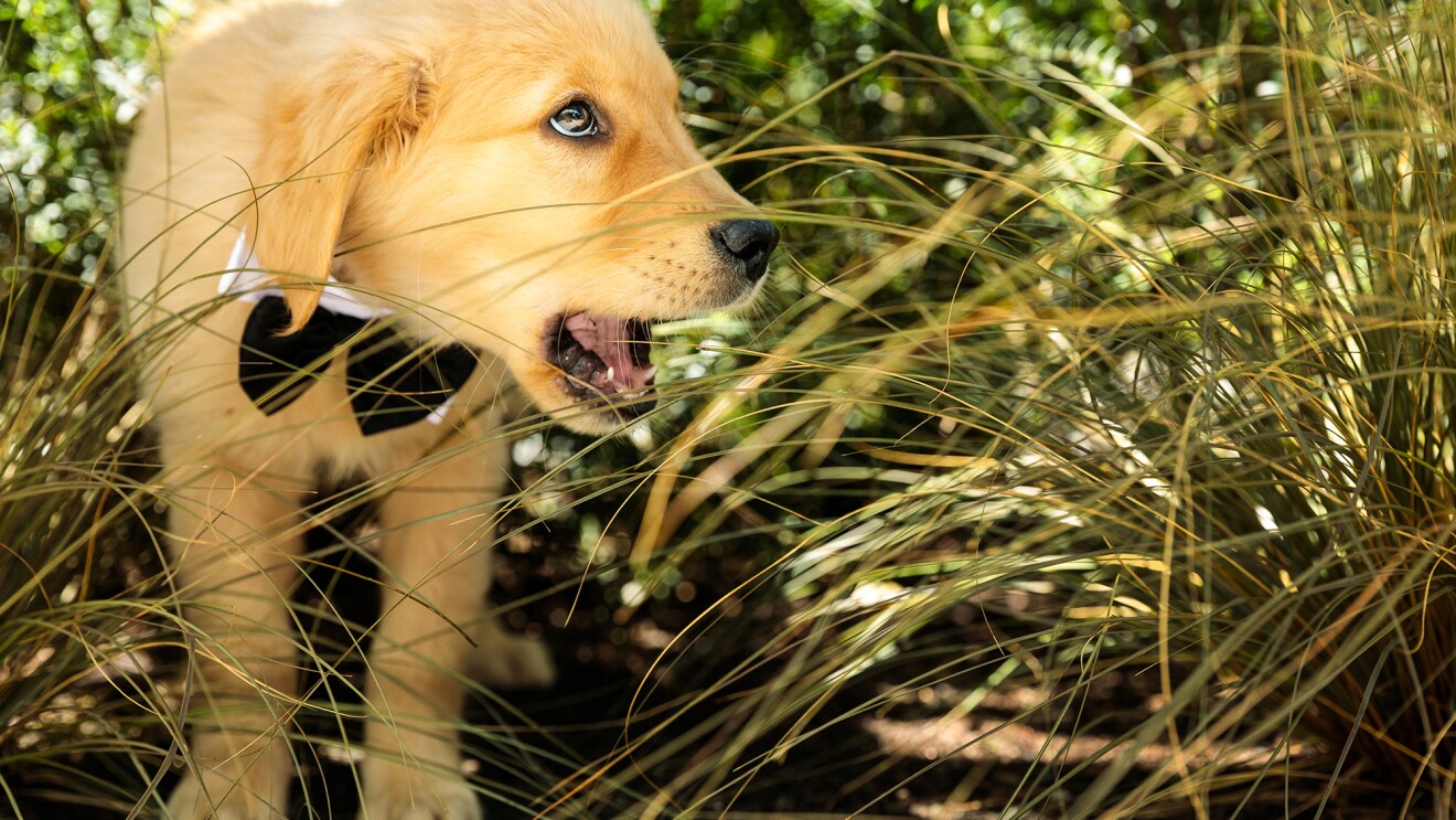 Dogs at work in the grass