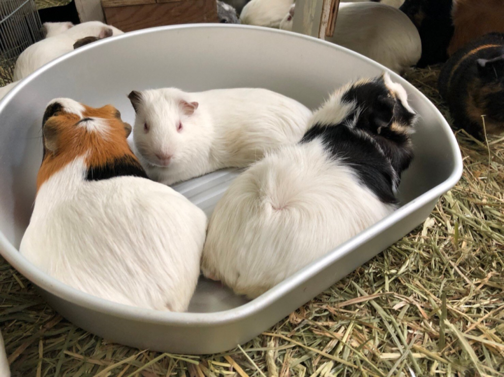 千葉市動物公園に「ほしい物リスト」で贈られたグッズと動物たち