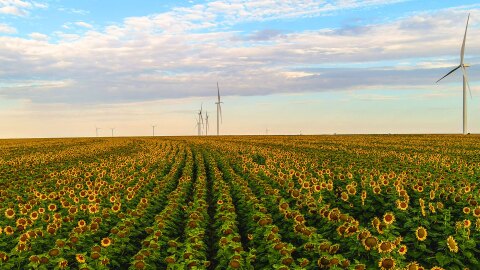 Campo de girasoles con molinos de viento.