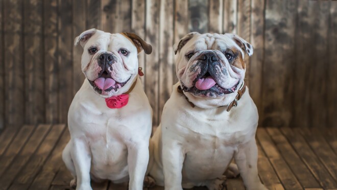 两只斗牛犬在木制背景前紧挨着坐着。他们都伸出了舌头。一个人戴皮领,另一个人戴有玫瑰的领。
