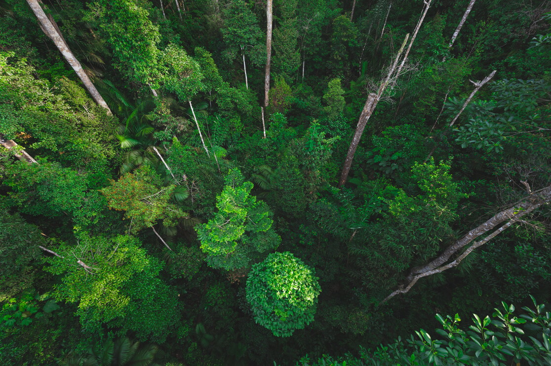 An image of bright green trees clustered together in a forrest.