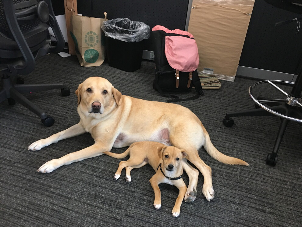 One big dog and one small dog lay next to each other on the office floor.