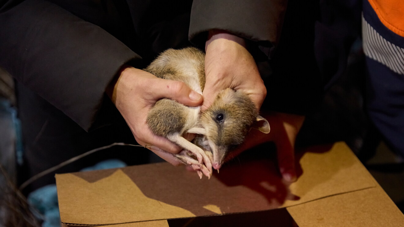 Hands gently holding a small bandicoot over a cardboard box