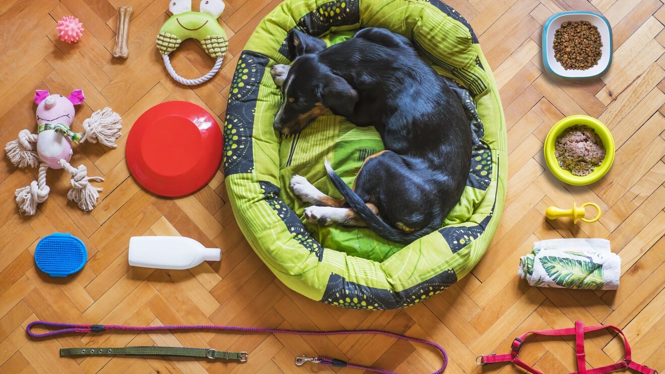 Dog accssories Amazon INdia