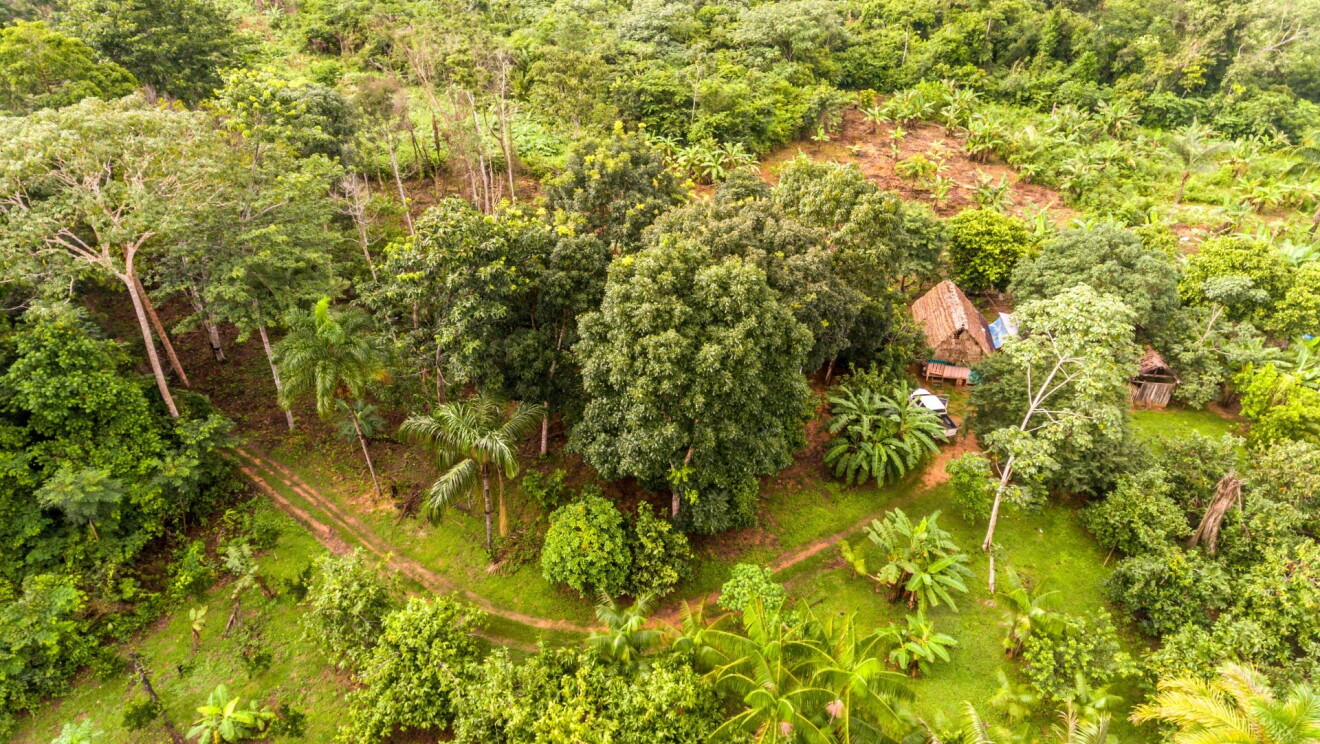 Vista aérea de uma floresta no Brasil