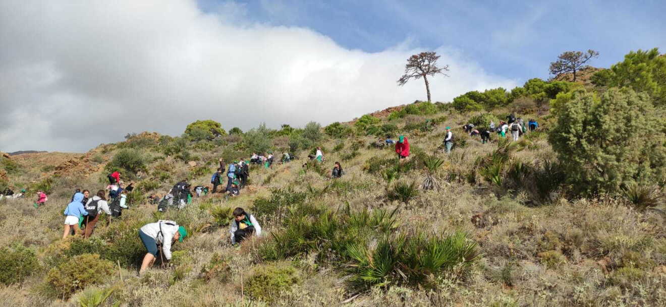 Reforestacion Sierra Bermeja todos 