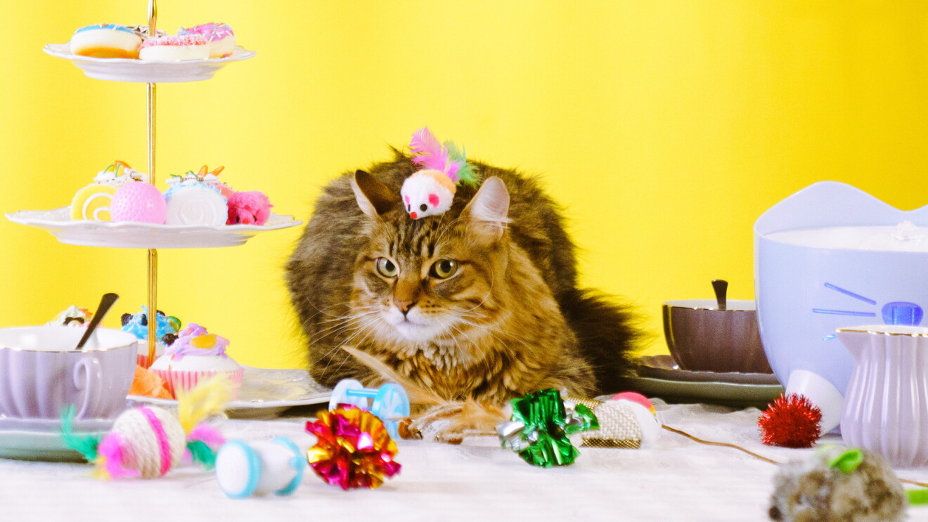 A cat with a cat toy on its head lays down on a table set for tea party. Other cat toys are spread across the table.