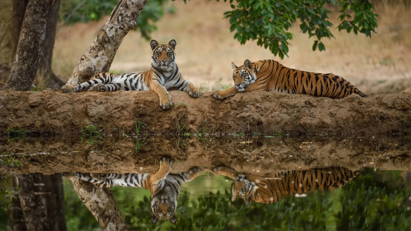 Tiger Cubs in Bandhavgarh
