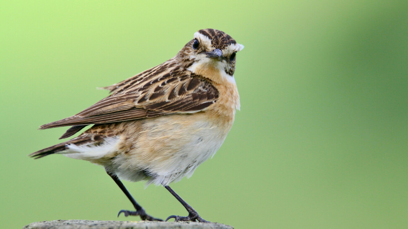A brown bird against an out-of-focus green background