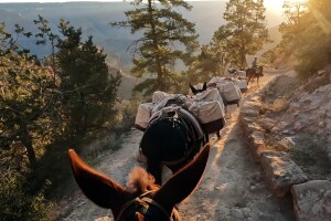 Image from the perspective of riding a mule through the Grand Canyon with several mules in front carry packages.