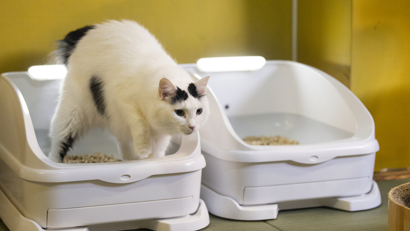畳の上に、白いペット用トイレが2つ並んでいる。左側のトイレに白と黒の猫が入って腰を上にあげている。右前足を浮かせている。