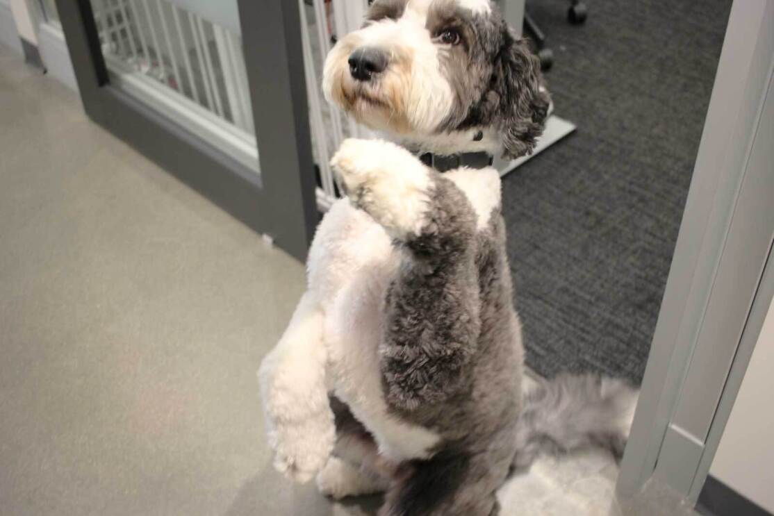 An image of a large, white and gray dog at an Amazon office in Culver City Los Angeles.
