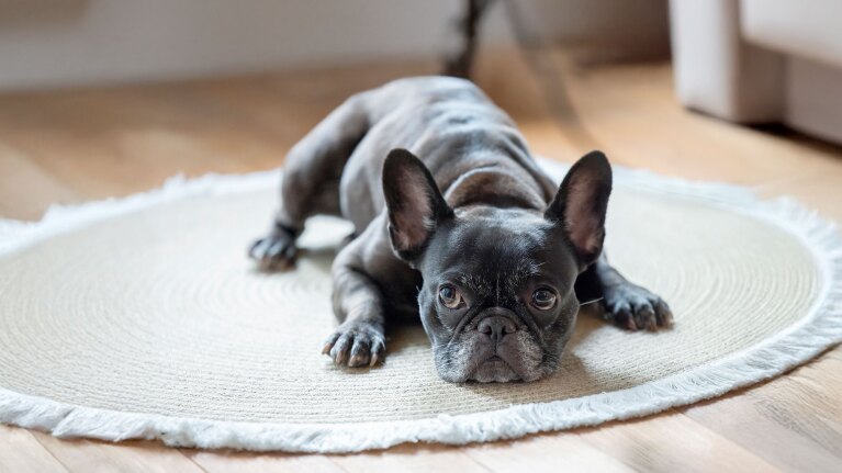 黒いフレンチブルドッグがフローリングの床に置かれたベージュ色の円形マットの上で寝そべって上目遣いで見ている