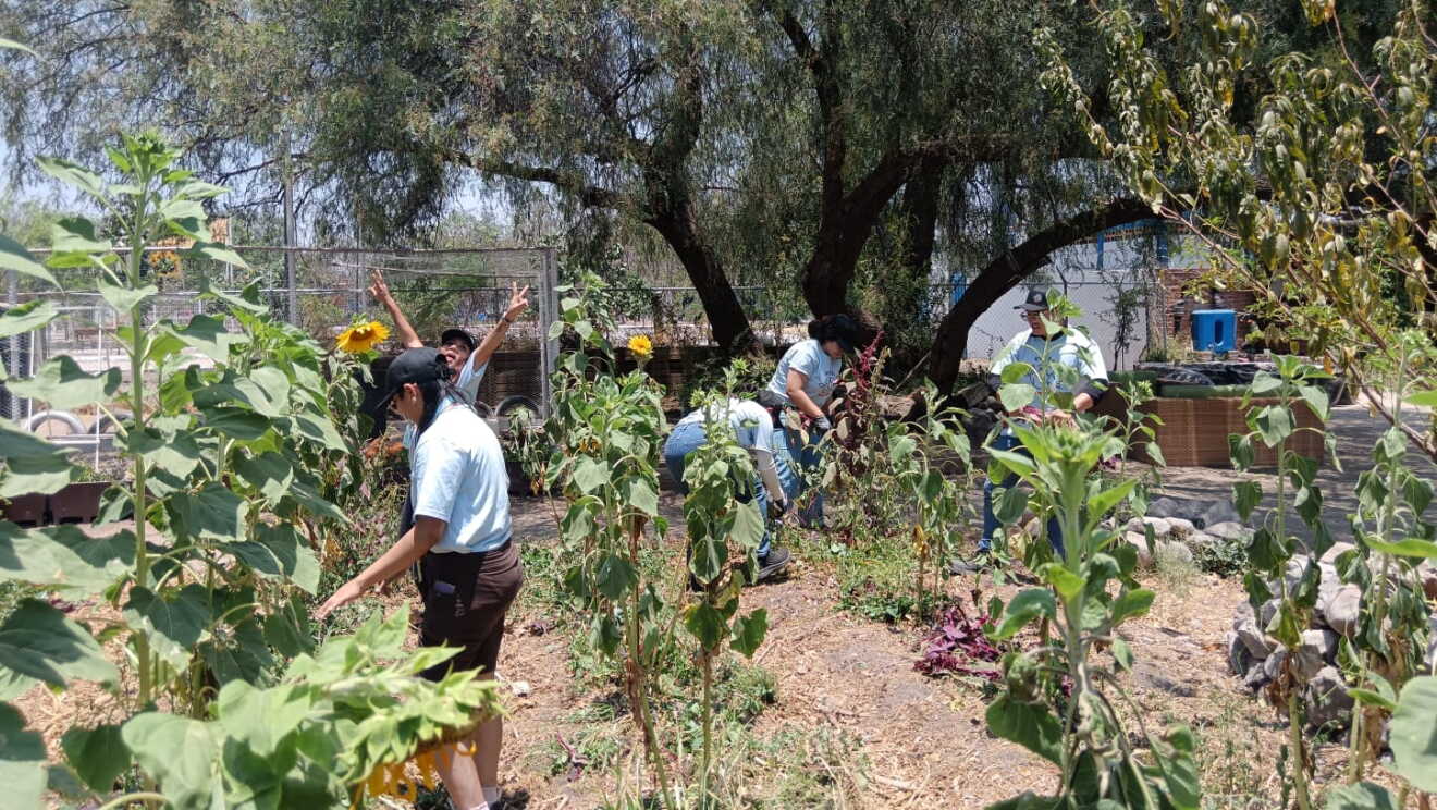 Voluntariado Medioambiental Amazon México 2025