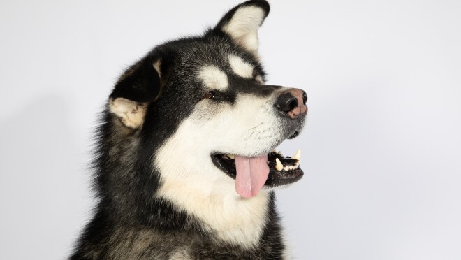 一只哈士奇型的狗面向他的左边。一只耳朵朝上,另一只耳朵朝上。狗的舌头耷拉在嘴巴的右边。