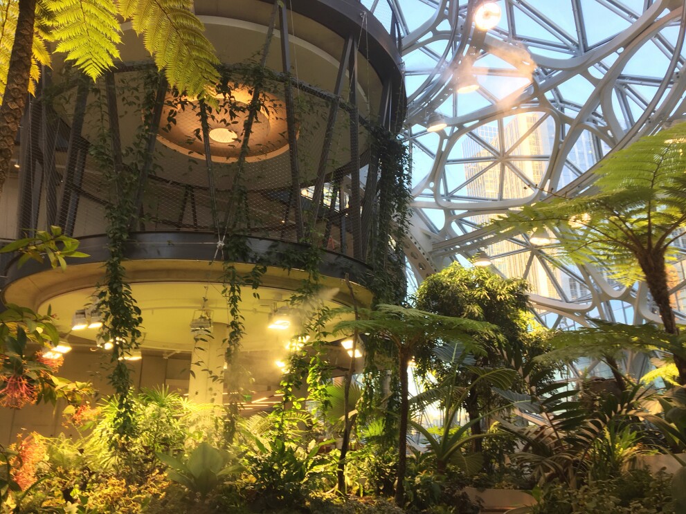 Image from Inside The Seattle Spheres. A raised platform is surrounded by a variety of tropical plants, including ferns, trees, vines and more. 