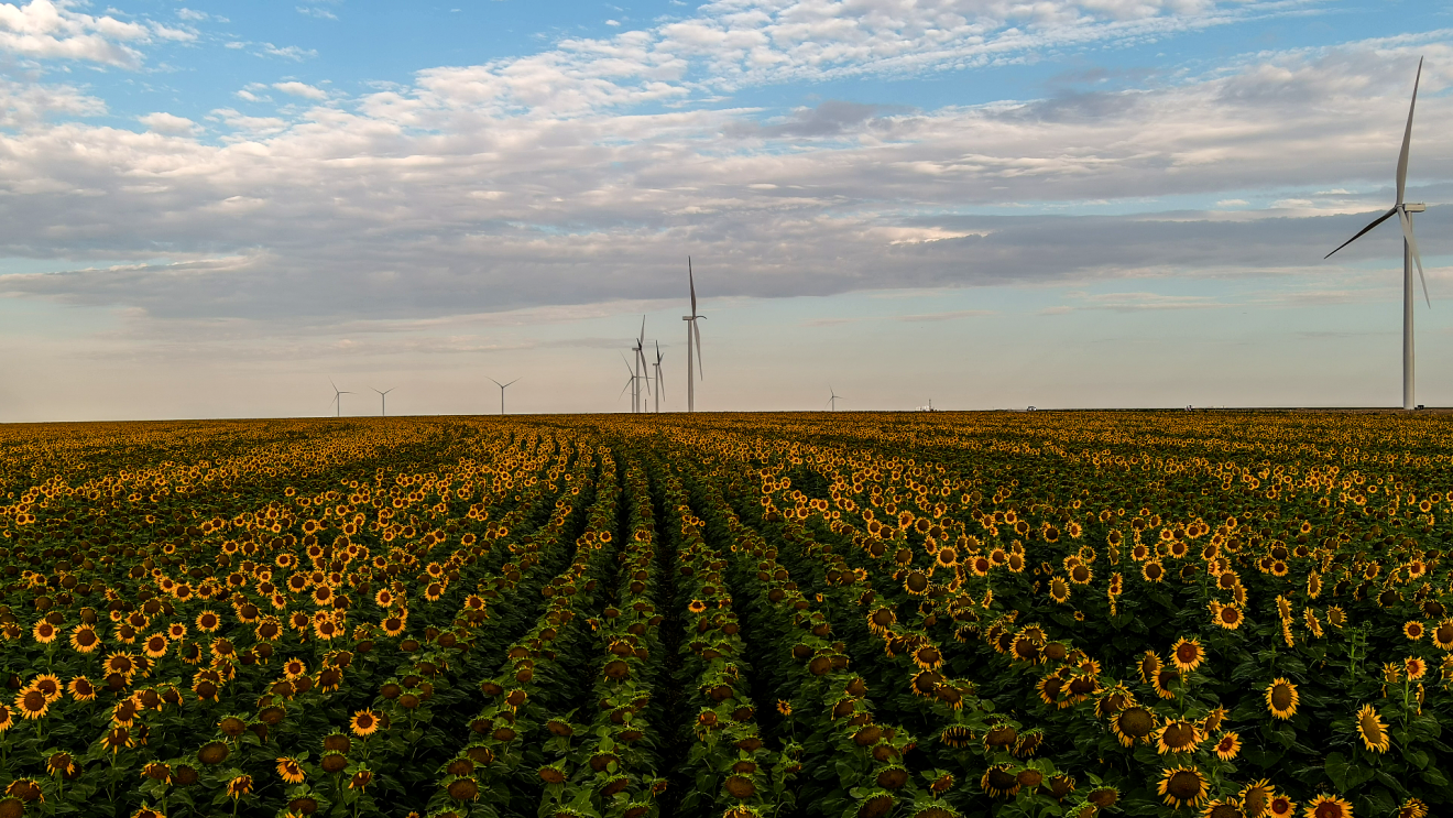 Amazon investiert in erneuerbare Energien. Hier im Bild ist ein Windpark hinter einem Feld aus Sonnenblumen zu sehen.